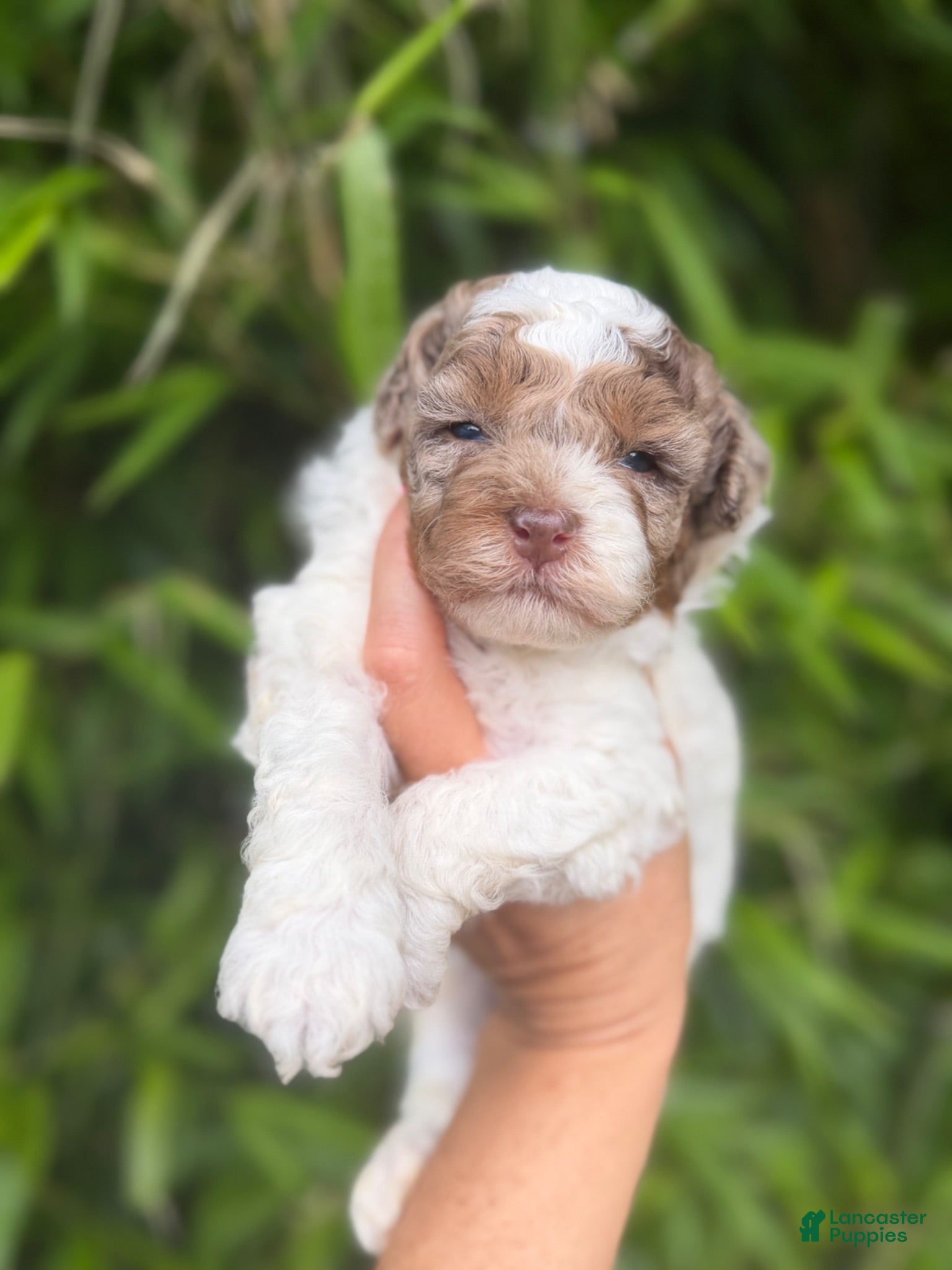 Cockapoo dogs Cockapoo 3 - Ad 8