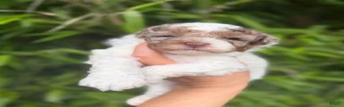 Cockapoo 3