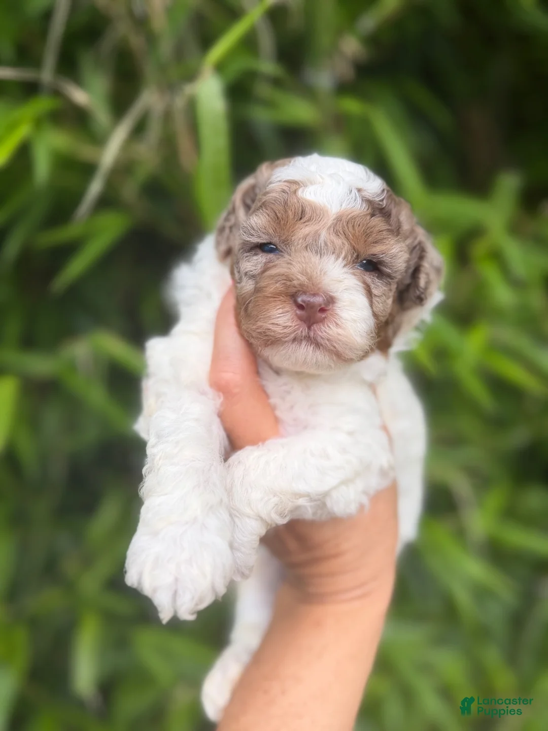 Cockapoo dogs for sale: Cockapoo 3 - Ad 1