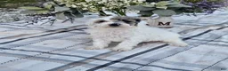 Mini Goldendoodle dogs for sale: Sage - Ad 3
