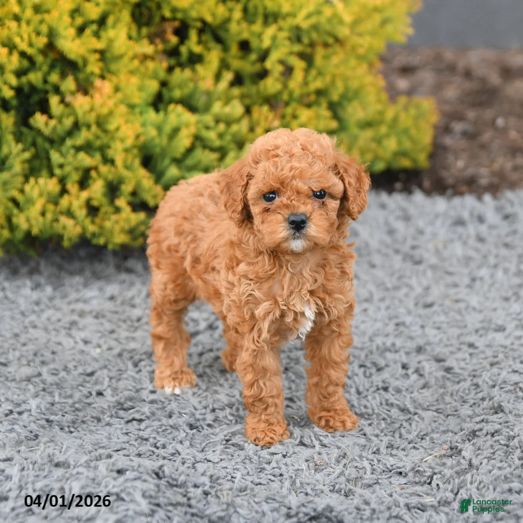 Miniature Poodle dogs for sale: Cassie   - Ad 2