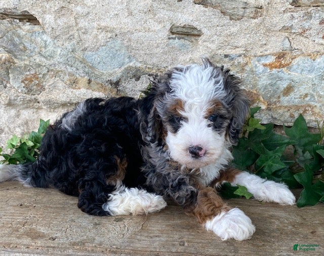 Mini Bernedoodle dogs Jimmy - Ad 2