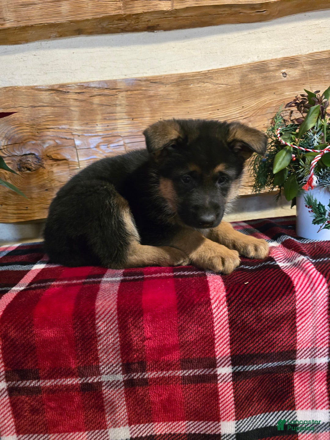 German Shepherd dogs for sale: Rex - Ad 4