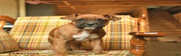 Boxer dogs for sale: Baldwin - Ad 5