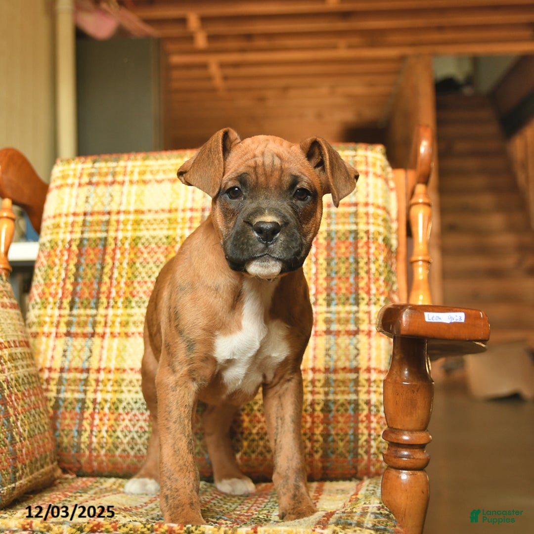 Boxer dogs for sale: Baldwin - Ad 5