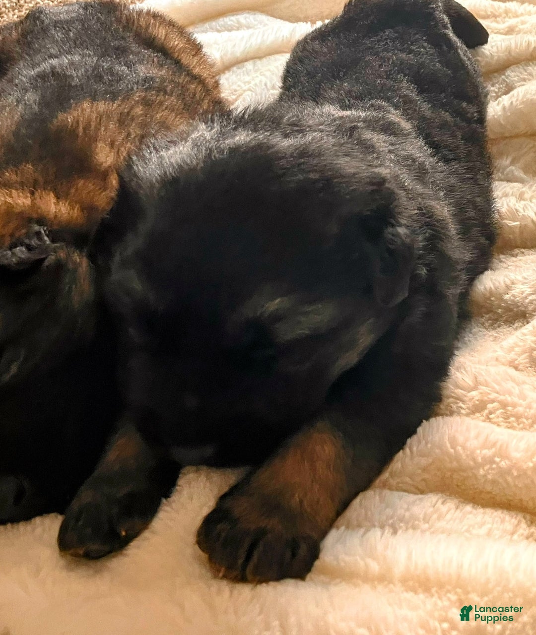 German Shepherd dogs for sale: ♥️KNIGHT ♥️ - Ad 1
