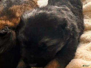 German Shepherd dogs ♥️KNIGHT ♥️ - Ad 17