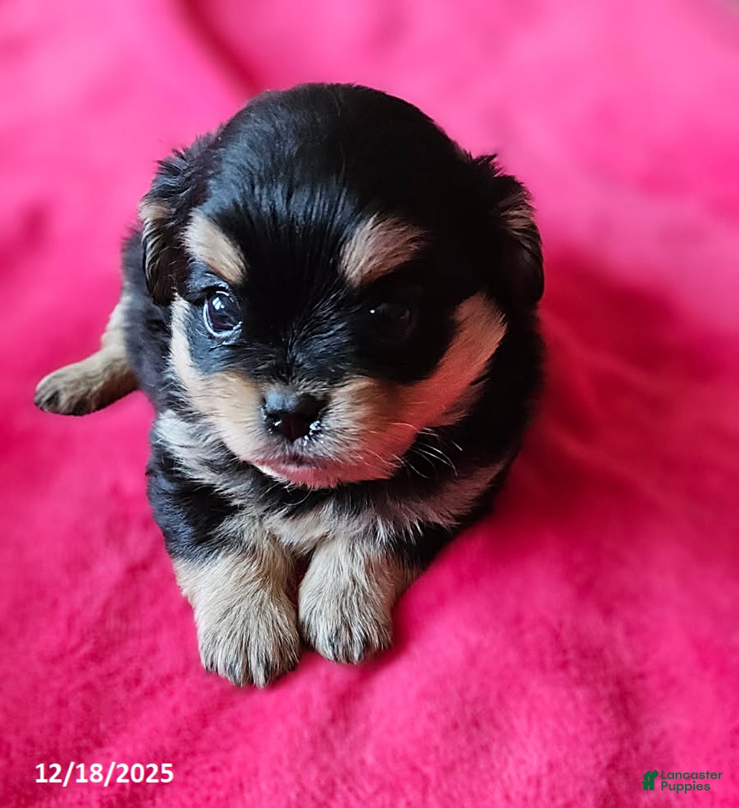 Mixed Breed dogs for sale: Lily EXTRA SMALL - Ad 1