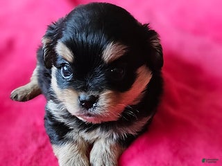 Mixed Breed dogs Lily EXTRA SMALL - Ad 35