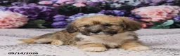 Corgipoo dogs for sale: Ronny - Ad 7