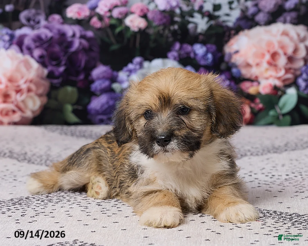 Corgipoo dogs for sale: Ronny - Ad 7