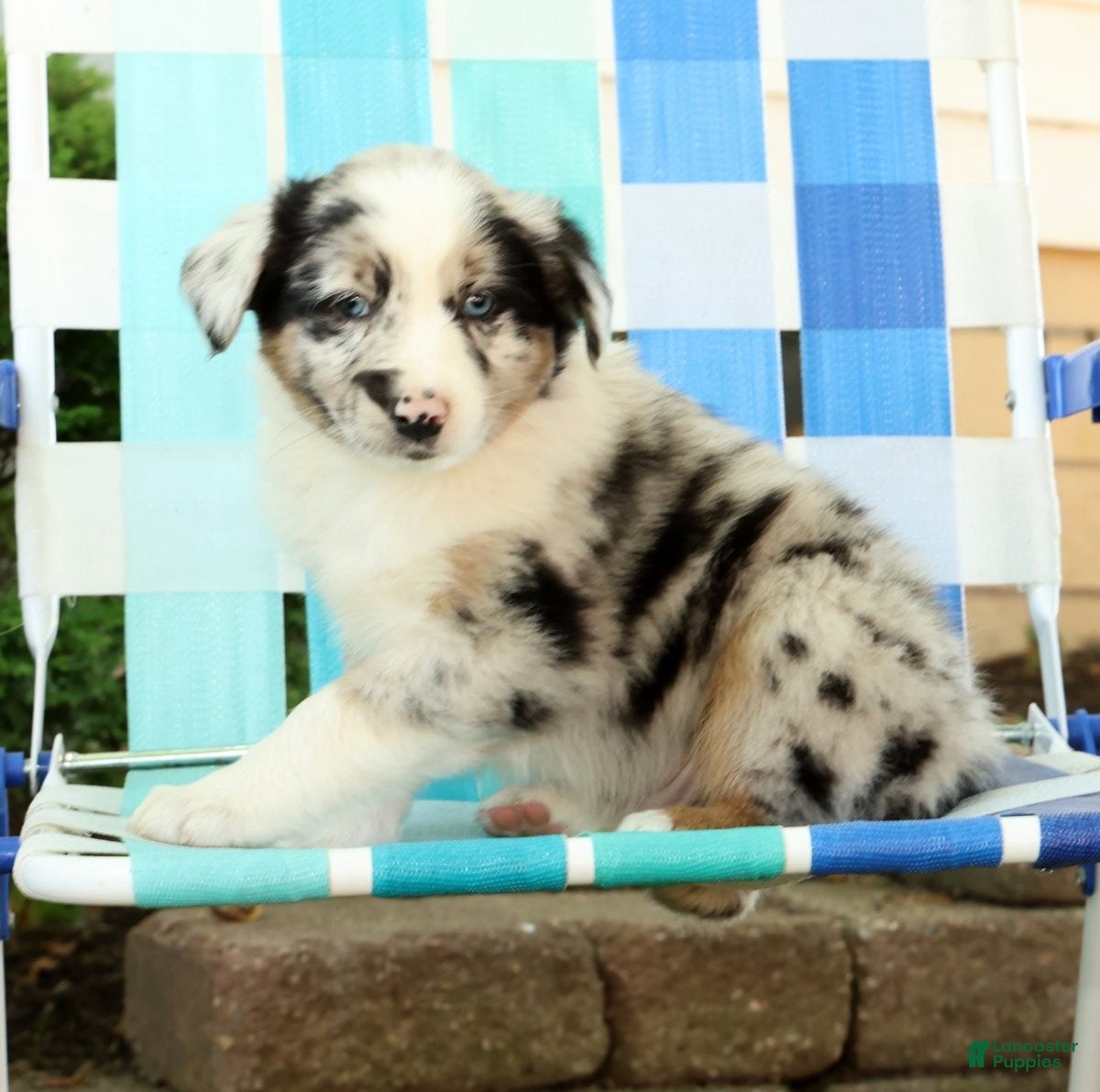 Australian Shepherd dogs for sale: Skippy - Ad 8