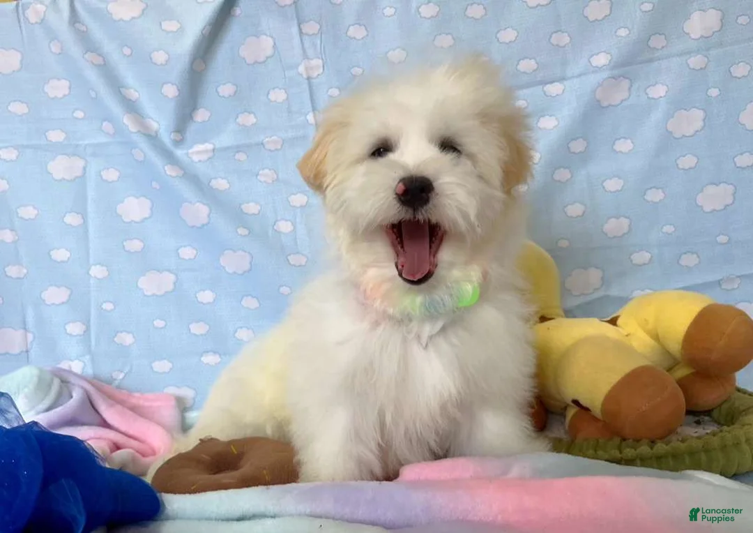 Maltipoo dogs for sale: Luke - Ad 2