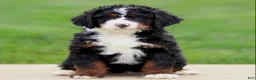 Bernedoodle dogs for sale: Eliana - Ad 4