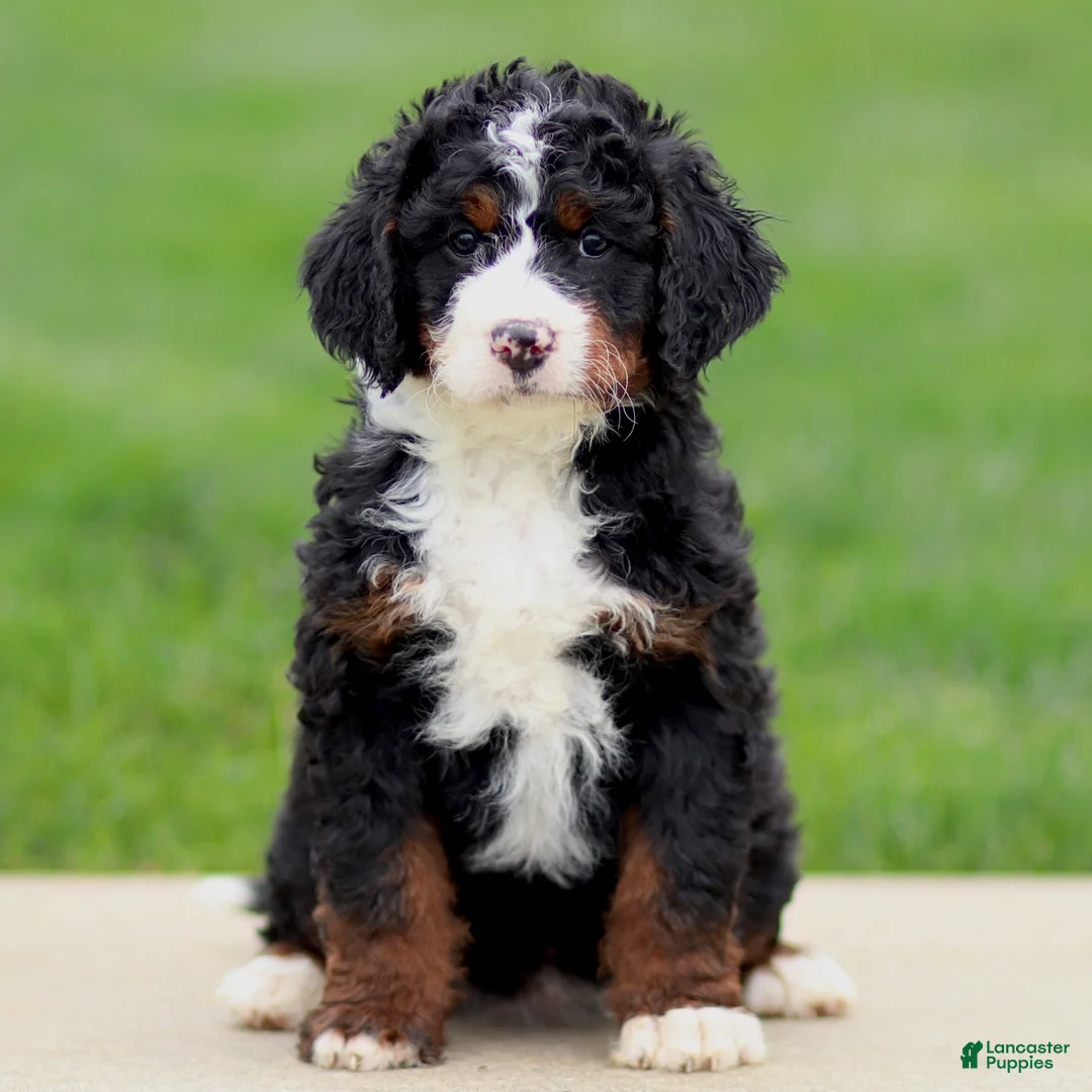Bernedoodle dogs for sale: Eliana - Ad 4