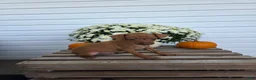 Miniature Pinscher dogs for sale: Lonnie - Ad 3