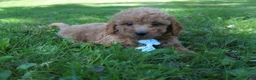 Mini Goldendoodle dogs for sale: Dante 💎 - Ad 7