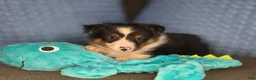 Shetland Sheepdog dogs for sale: Detroit  - Ad 12