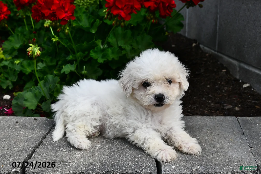 Teddy Bear dogs for sale: Austin - Ad 3