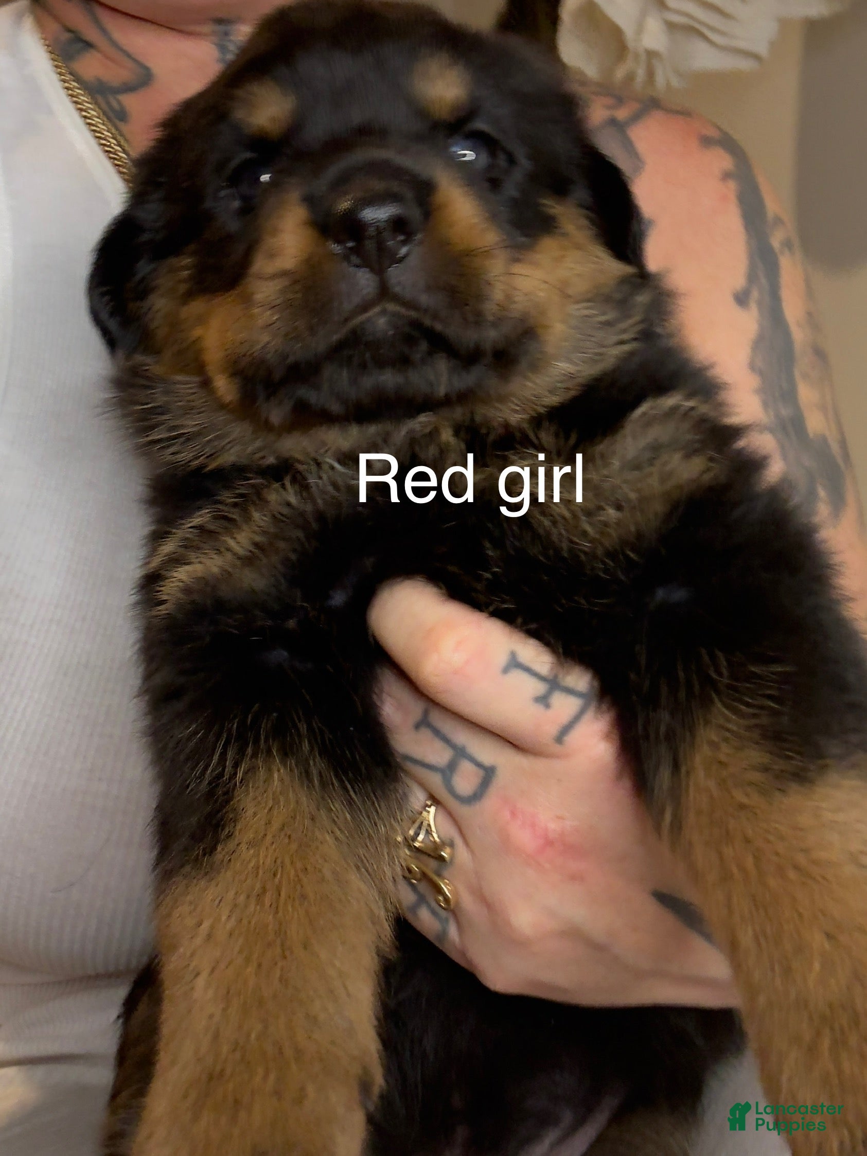 Rottweiler dogs Red girl  - Ad 41