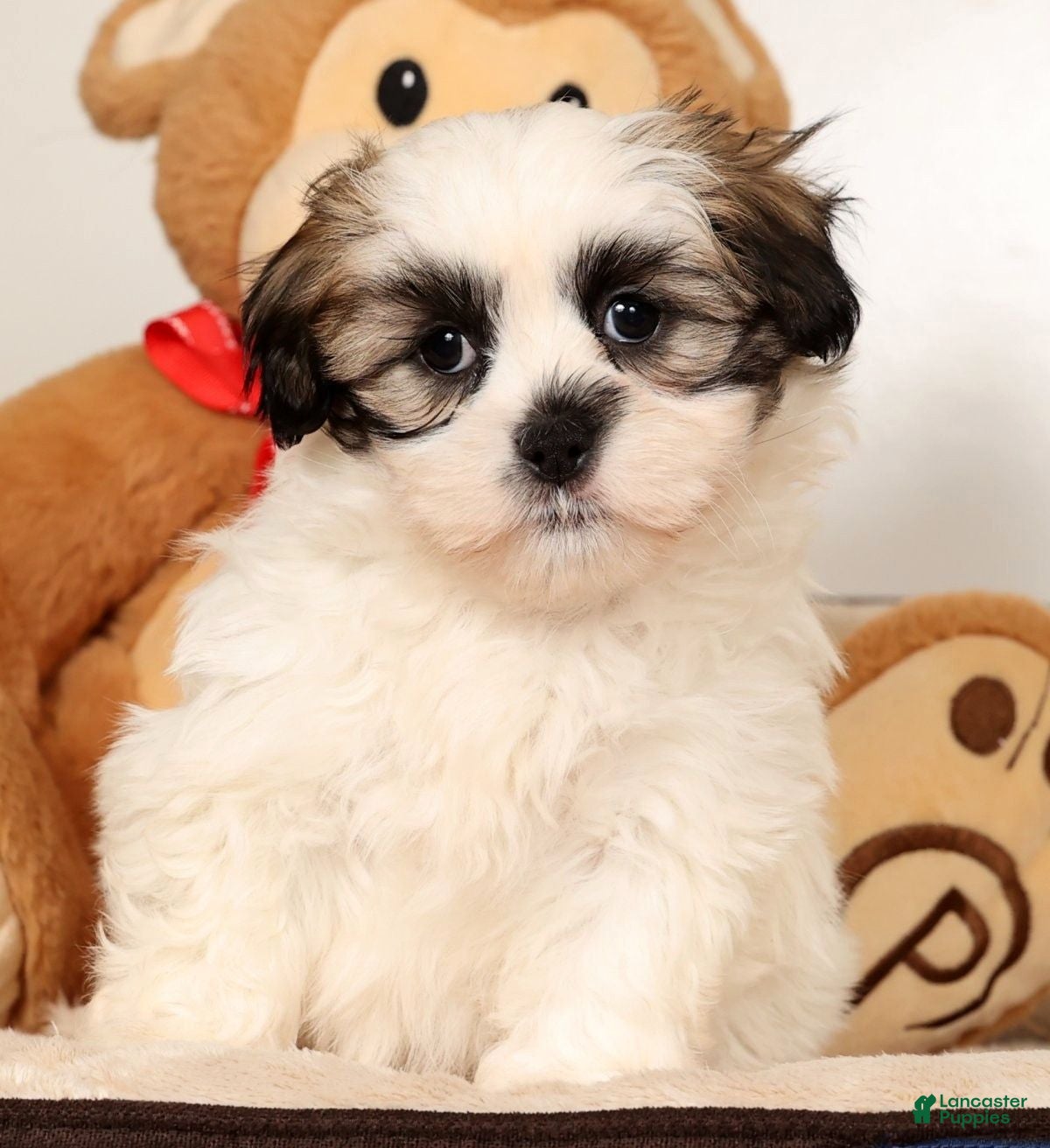 Malshi dogs Timmy - Ad 11