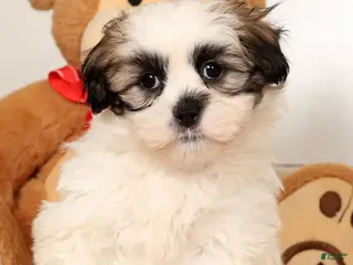 Malshi dogs Timmy - Ad 1