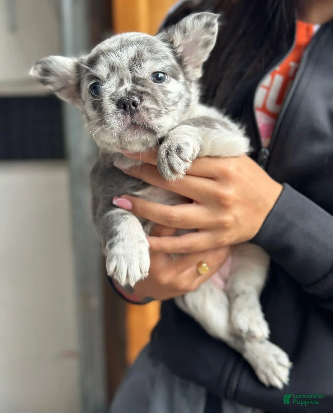 French Bulldog dogs for sale: Paddy Fluffy Blue Merle Frenchie Pup - Ad 2