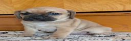Puggle dogs for sale: Kevin  - Ad 13