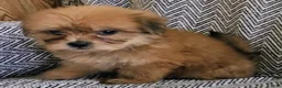 Shorkie dogs for sale: Patti - Ad 7