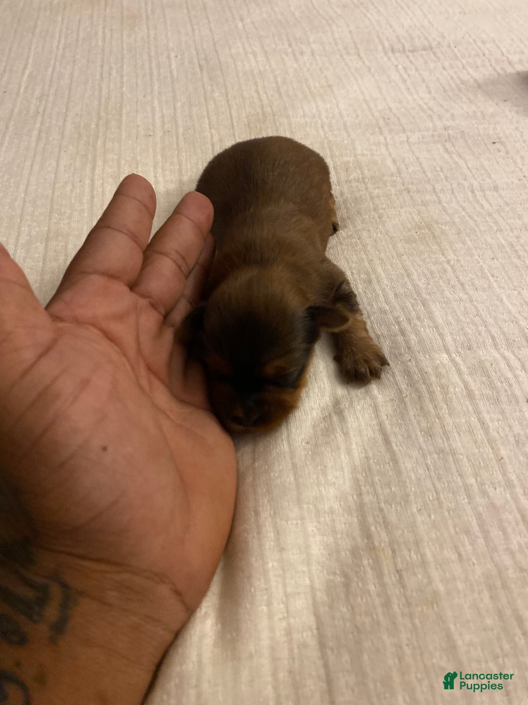 Yorkshire Terrier dogs for sale: Rubys Litter - Ad 7