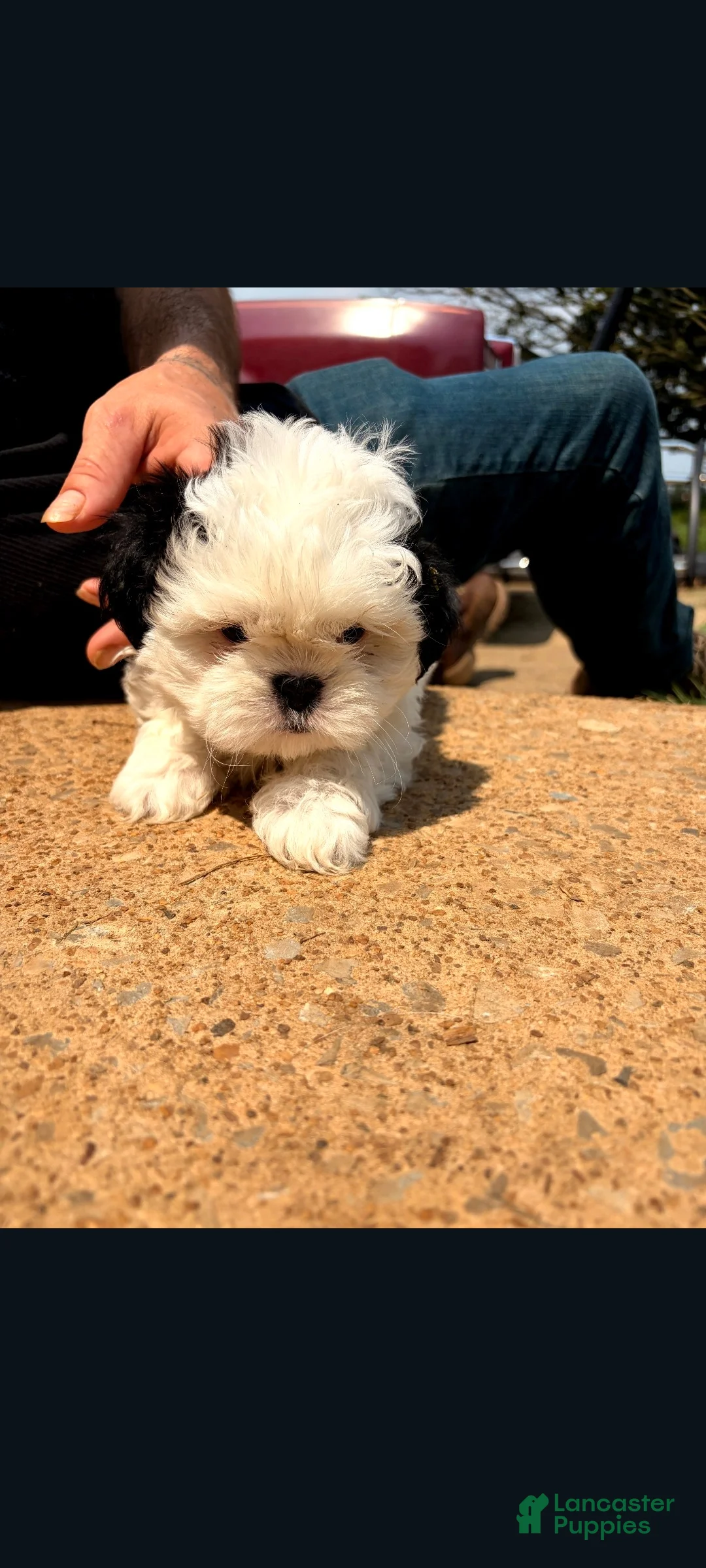 Lhasa Apso dogs for sale: Lhasa Apso 4 - Ad 1
