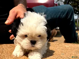 Lhasa Apso dogs Lhasa Apso 4 - Ad 17