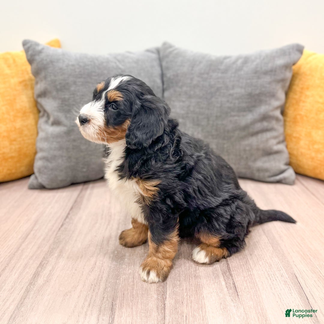 Mini Bernedoodle dogs for sale: Layla - Ad 3