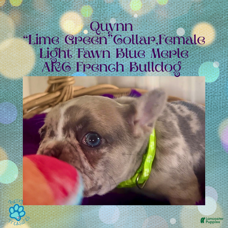 French Bulldog dogs Quynn “LimeGreen” Collar, Female  - Ad 2