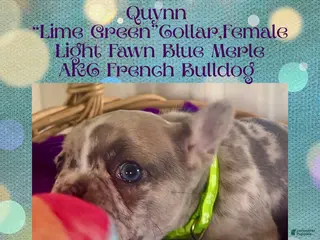 French Bulldog dogs Quynn “LimeGreen” Collar, Female - Ad 2