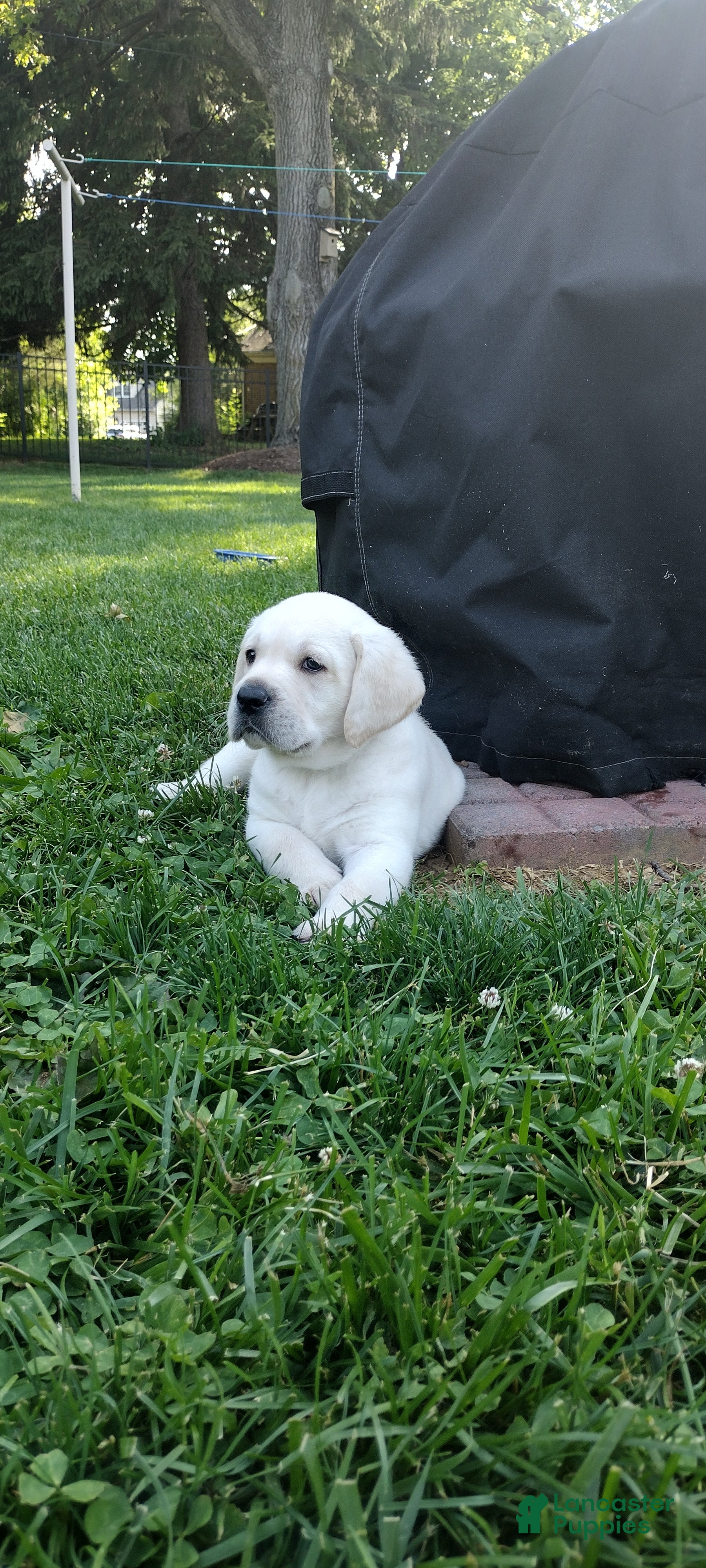 Labrador Retriever dogs Moose - Ad 1