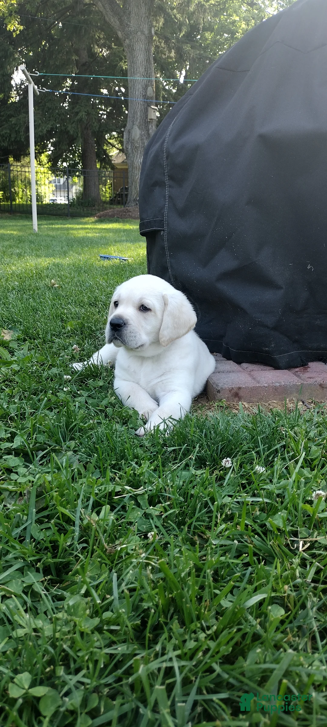 Labrador Retriever dogs for sale: Moose - Ad 1