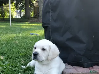 Labrador Retriever dogs for sale: Moose - Ad 1