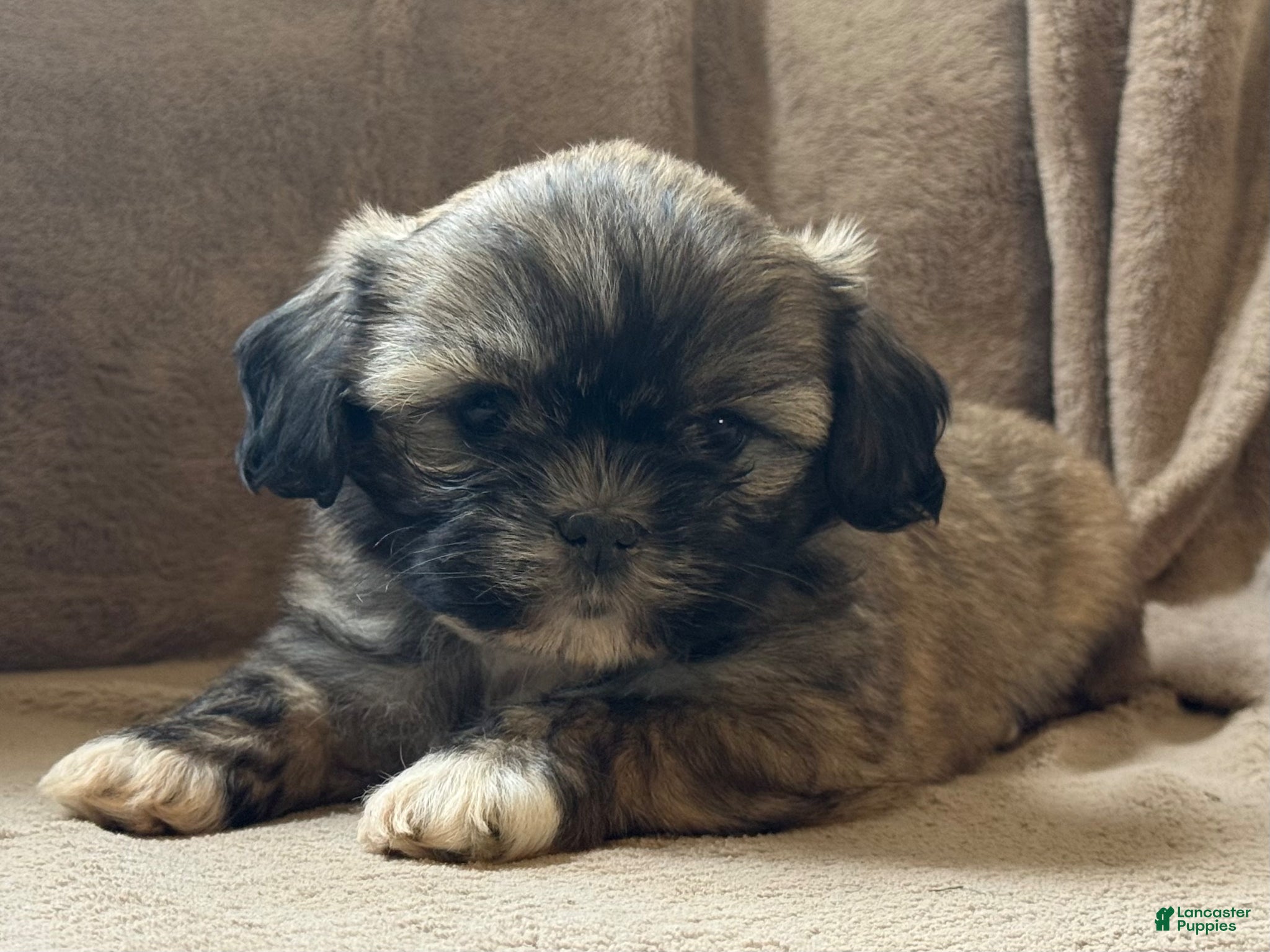 Shih Tzu dogs Caya - Ad 2
