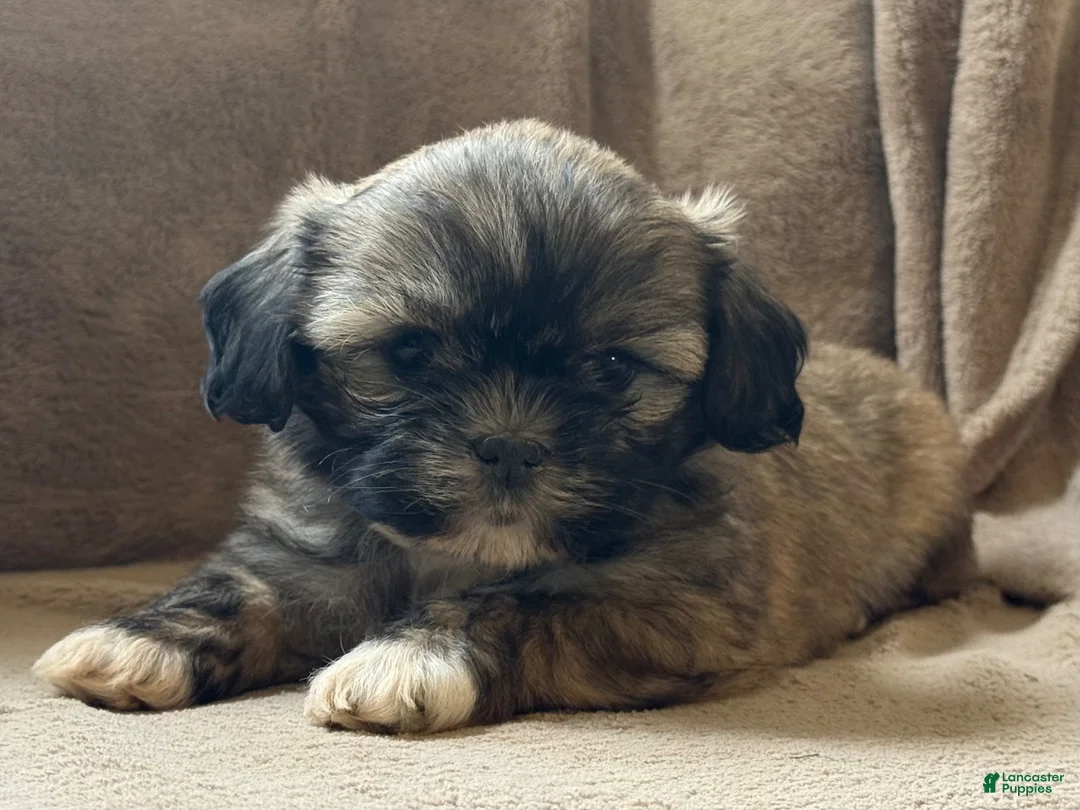 Shih Tzu dogs for sale: Caya - Ad 2
