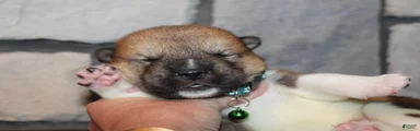 AKC Bear