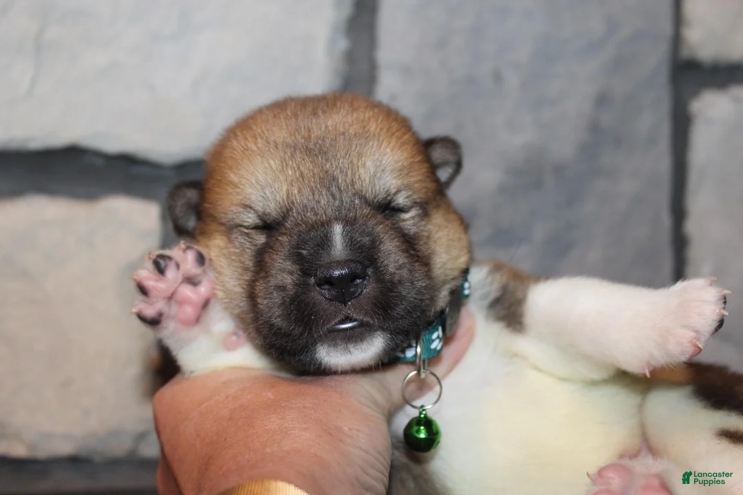 Akita dogs for sale: AKC Bear - Ad 1