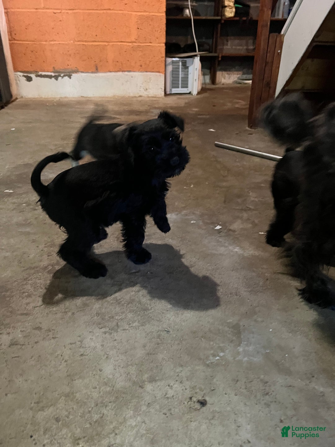 Miniature Schnauzer dogs for sale: Margo  - Ad 10