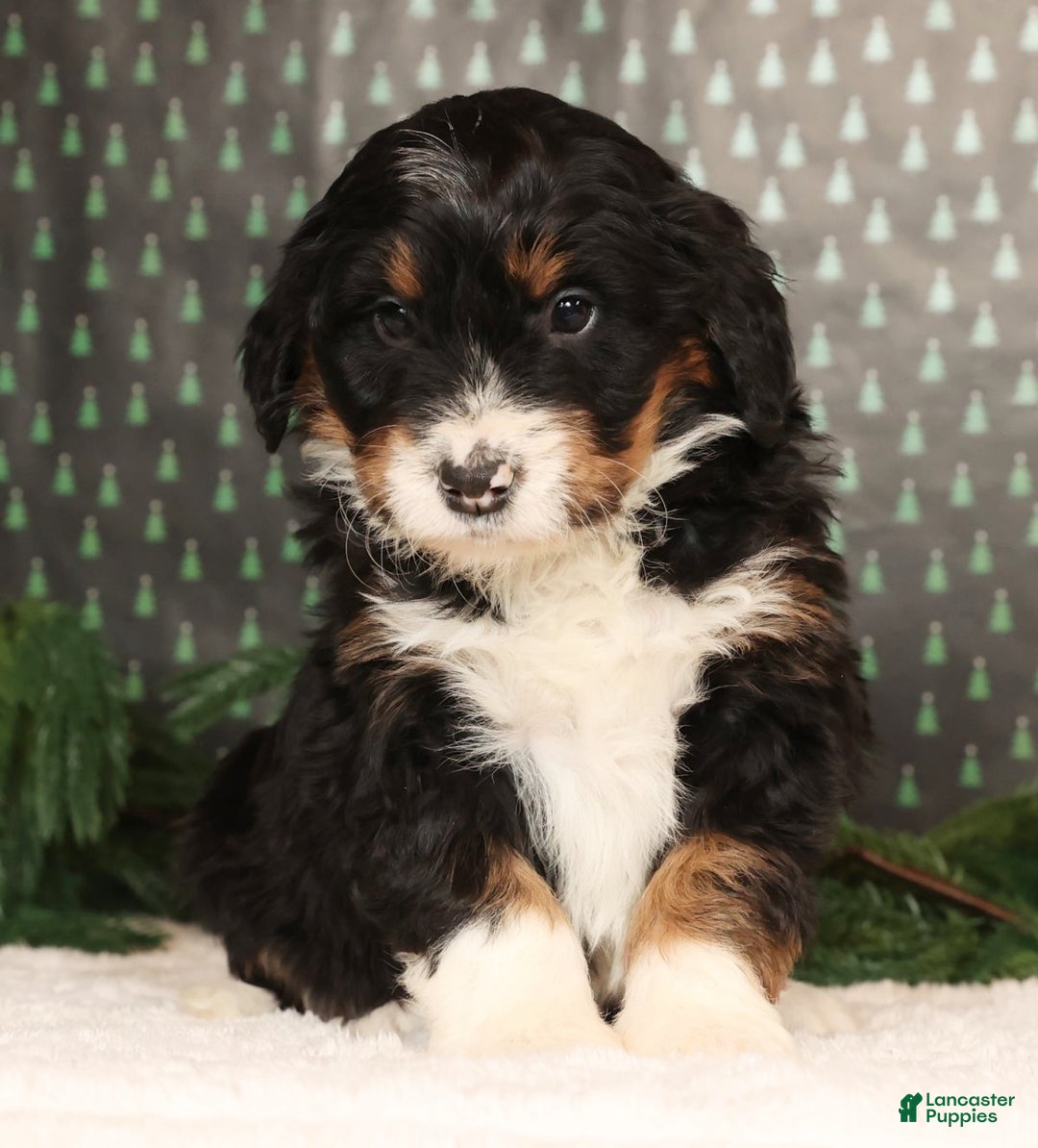 Mini Bernedoodle dogs for sale: Jasper - Ad 3