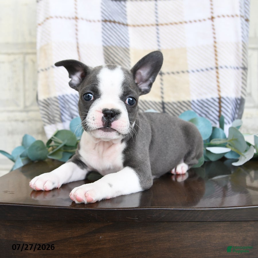 Frenchton dogs Junior - Ad 2