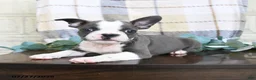 Frenchton dogs for sale: Junior - Ad 3