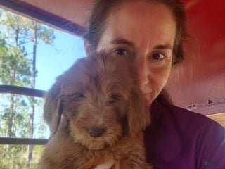 Goldendoodle dogs Bella - Ad 4