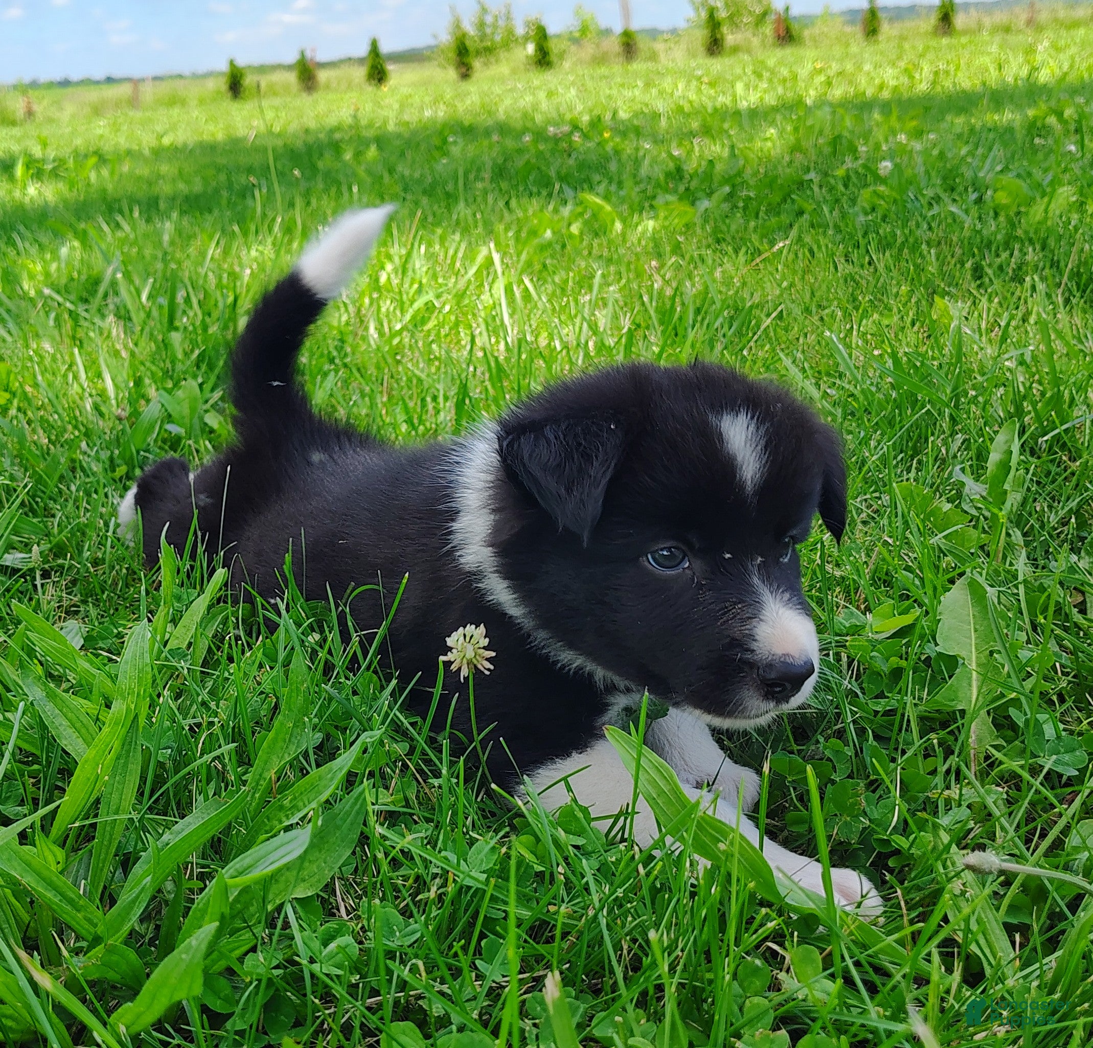 Border Collie dogs Giligan  - Ad 2