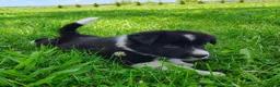 Border Collie dogs for sale: Giligan  - Ad 2