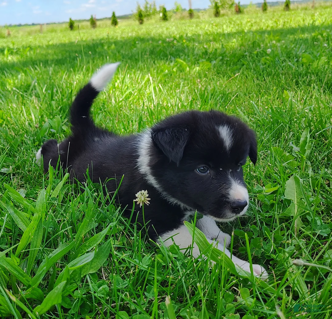Border Collie dogs for sale: Giligan  - Ad 2
